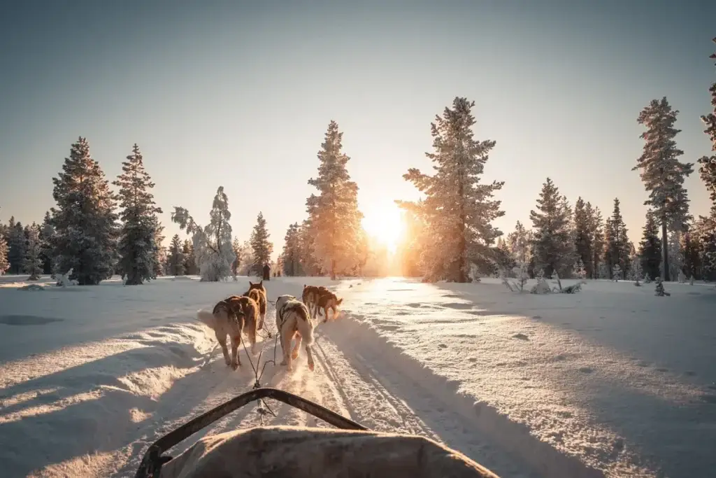 Husky safari activity through snowy Lapland forest, Finland during winter sunset
