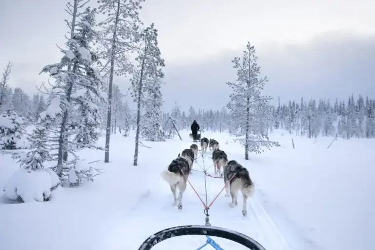 Huskies pulling a sled through a snowy landscape in Riisitunturi, Kuusamo, Finland on a winter day, perfect for Arctic adventure tourism.
