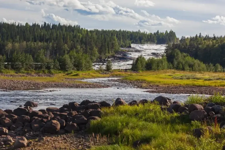 Scenic view of the Storforsen rapids in the Pite River, a popular tourist attraction in Swedish Lapland, showcasing the powerful water currents and lush forested landscape.
