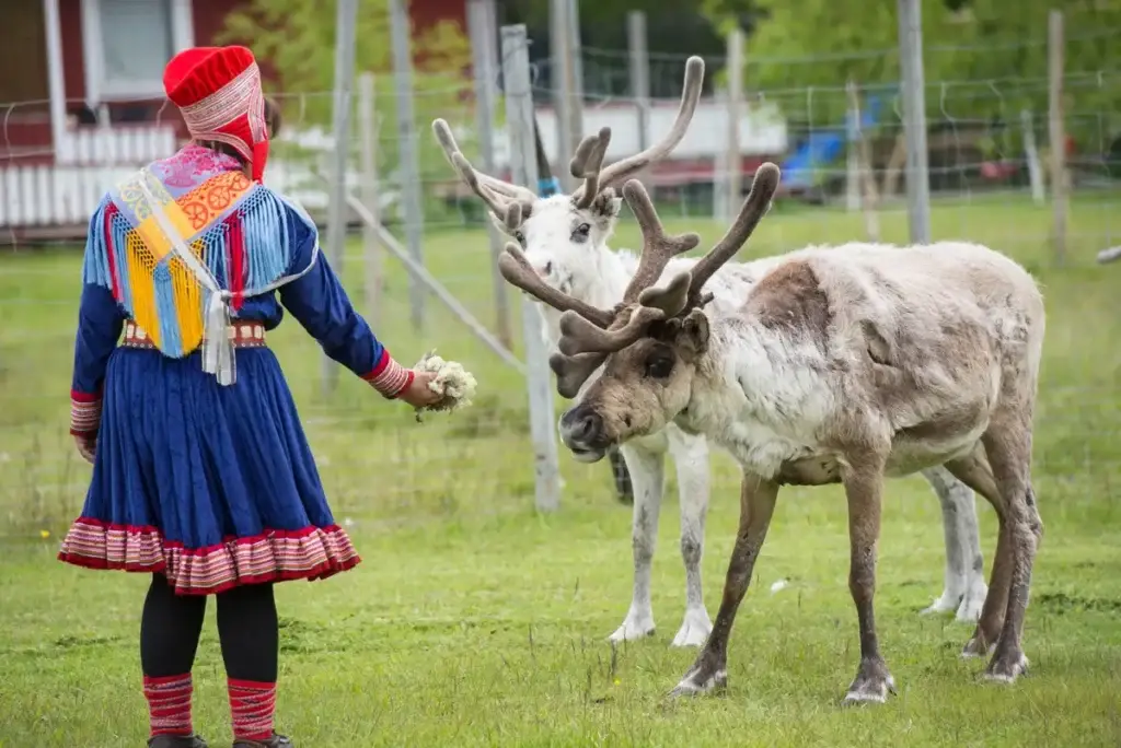 Sami woman in traditional dress feeding reindeer in a fenced enclosure in Scandinavia, showcasing indigenous culture and wildlife tourism.