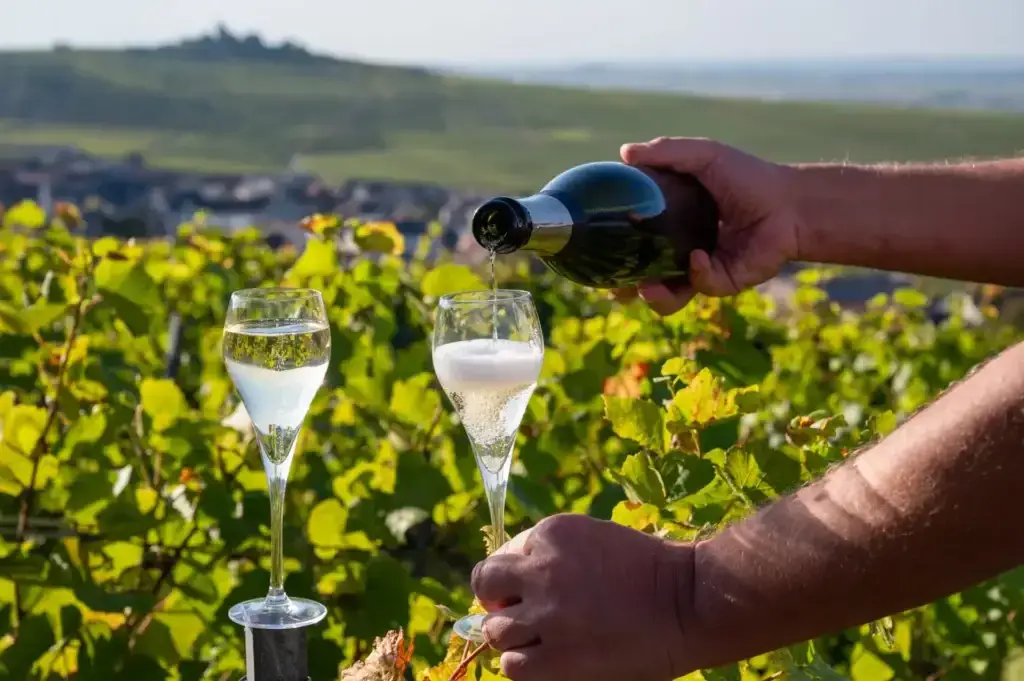 Pouring Champagne into glasses amid the lush grand cru vineyards of Montagne de Reims near Verzy and Verzenay, Champagne, France.