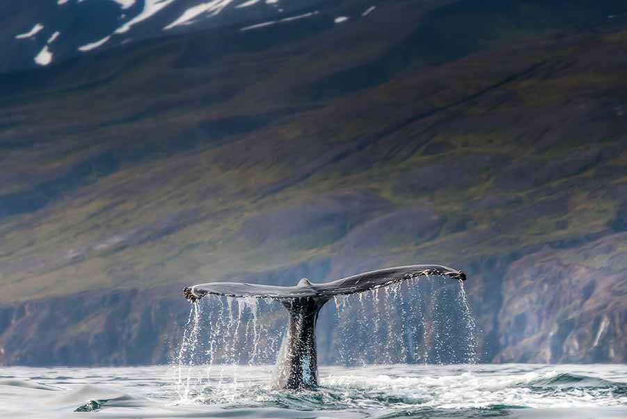 Humpback whale tail emerging from water during a whale-watching tour in Iceland with mountains in the background