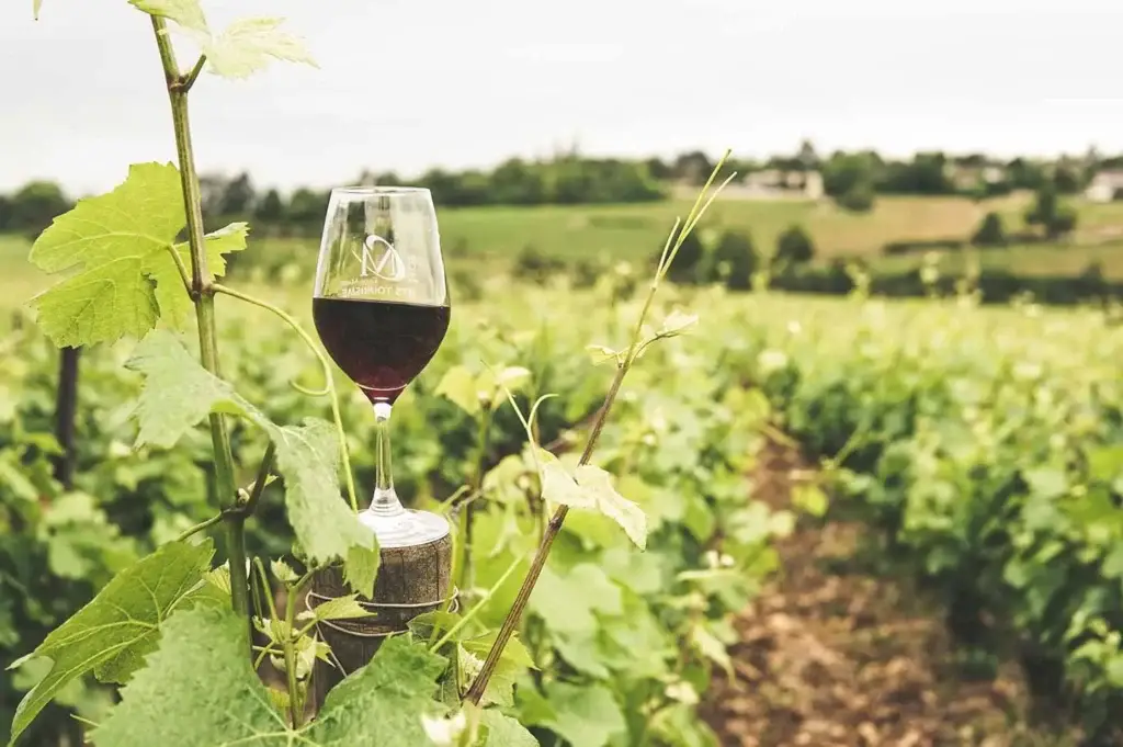Wine glass with red wine on a vineyard post overlooking lush vine rows in a French winery