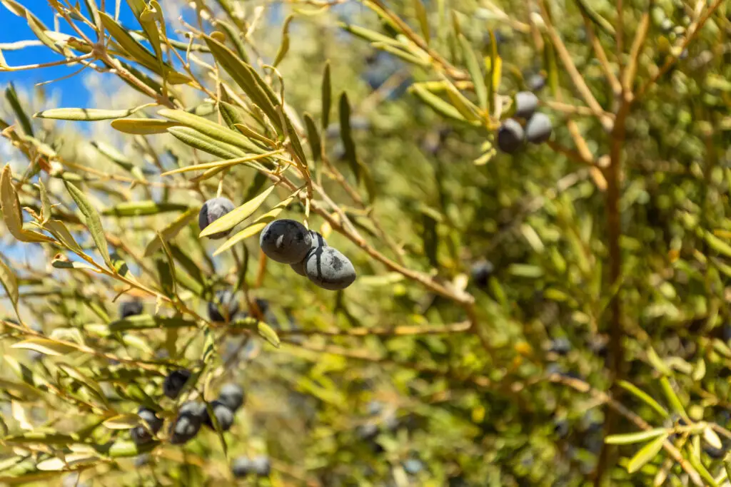 Close-up of ripe black olives growing on an ancient olive tree along the Vale Judeu Circular Trail near Loulé in the Algarve region of Portugal