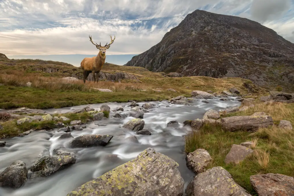 Red deer standing beside a flowing mountain stream in Snowdonia National Park, Wales, surrounded by rocky hills and scenic landscape