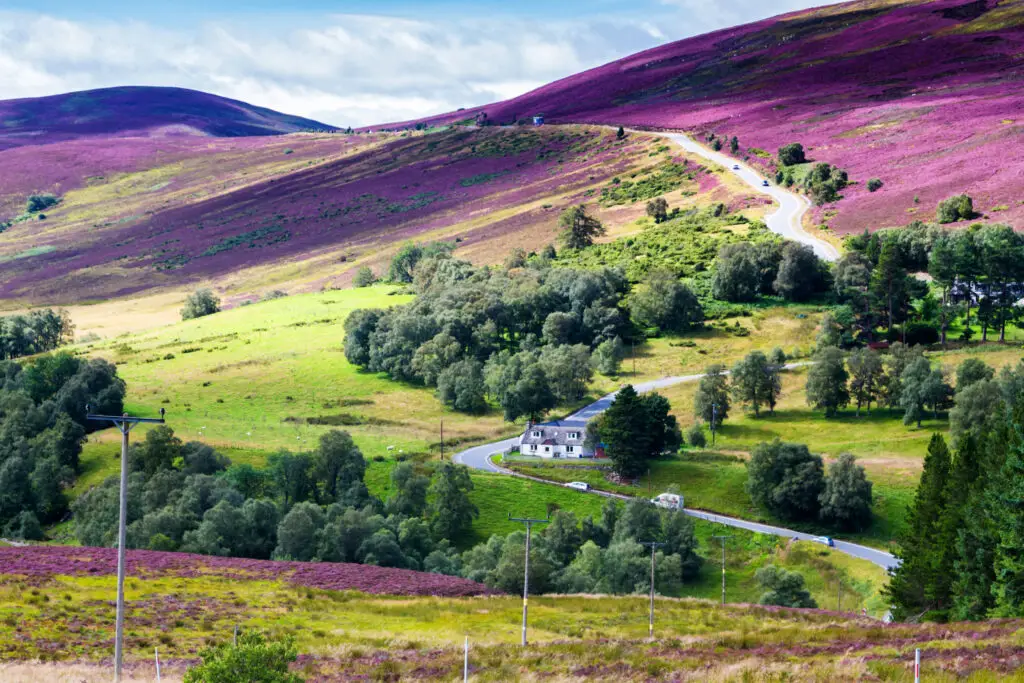 Scenic view of rolling hills covered in purple heather and green meadows at Cairngorms National Park in Scotland, featuring a winding road and countryside cottage
