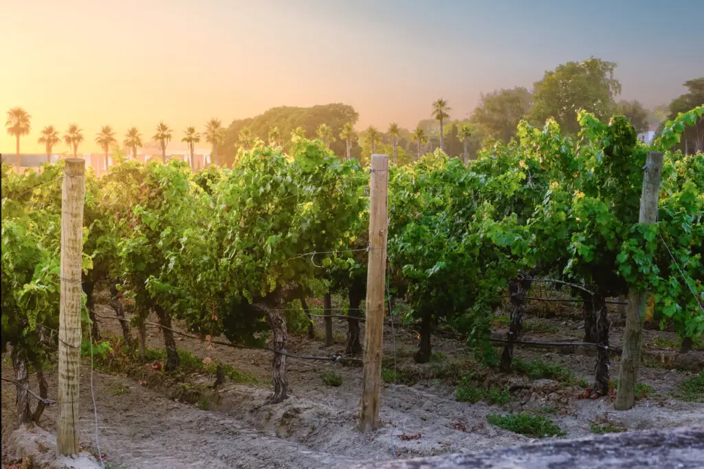 Sunset over a scenic vineyard in Tuscany Italy with rows of grapevines and palm trees in the background perfect for wine tours and countryside travel experiences