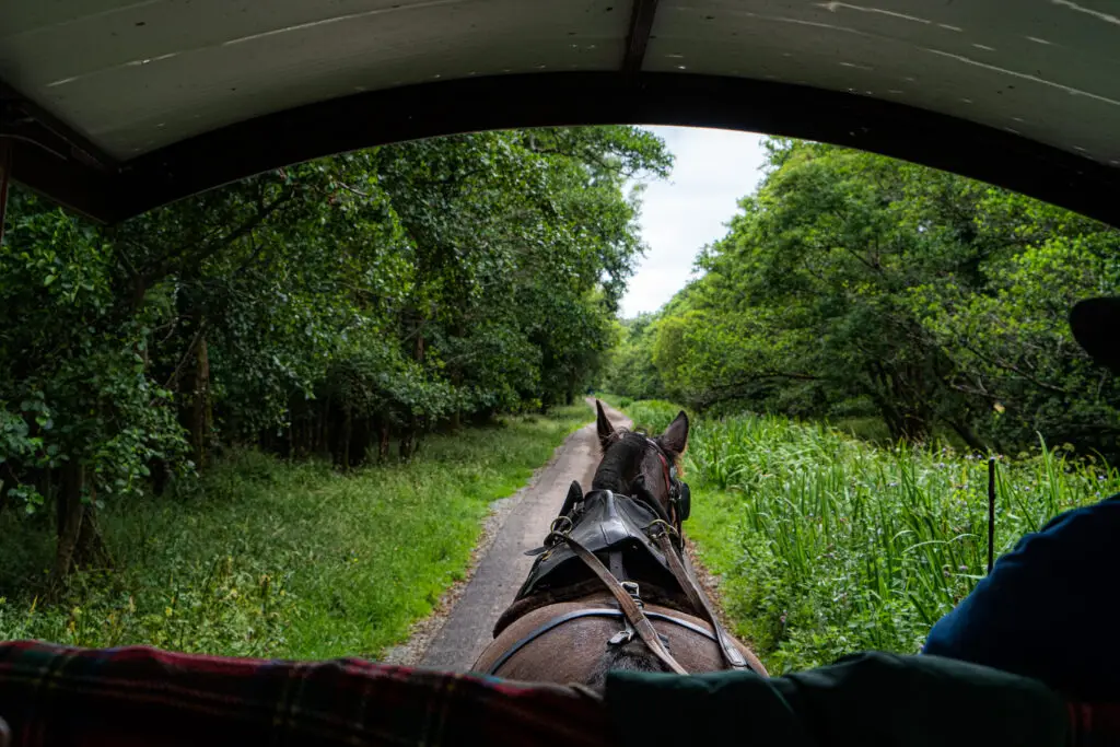 Horse-drawn carriage ride through the lush green forest trail of Killarney National Park, Ireland with Killarney Jaunting Cars scenic tour