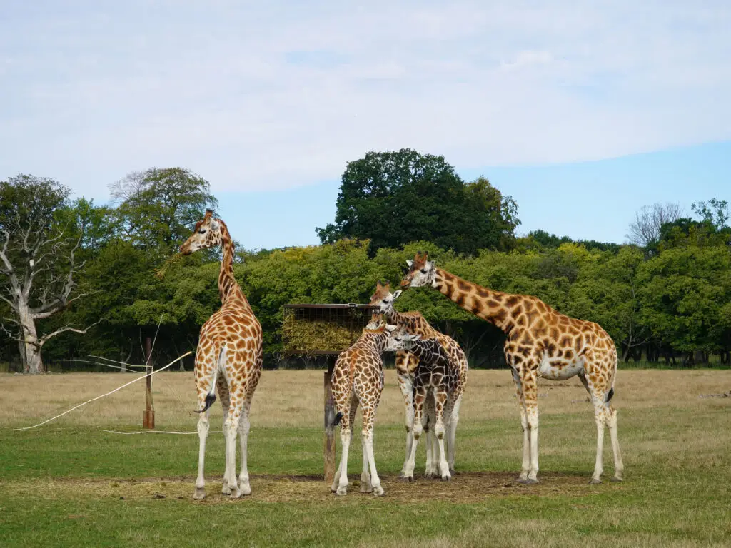 Group of giraffes grazing in an open field at Knuthenborg Safaripark, Denmark, a popular wildlife and safari attraction for tourists in Europe