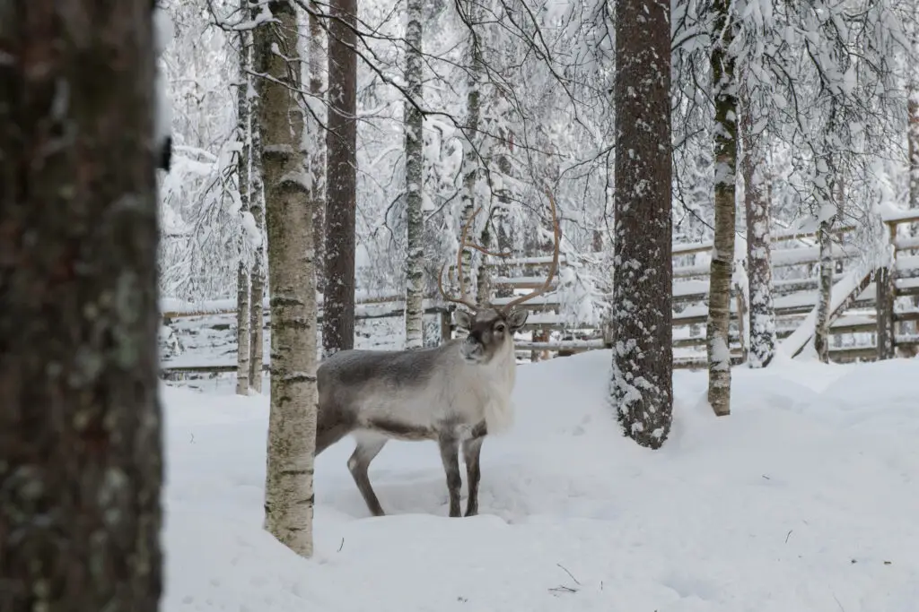 Beautiful reindeer standing among snow-covered trees in a winter forest in Lapland Europe