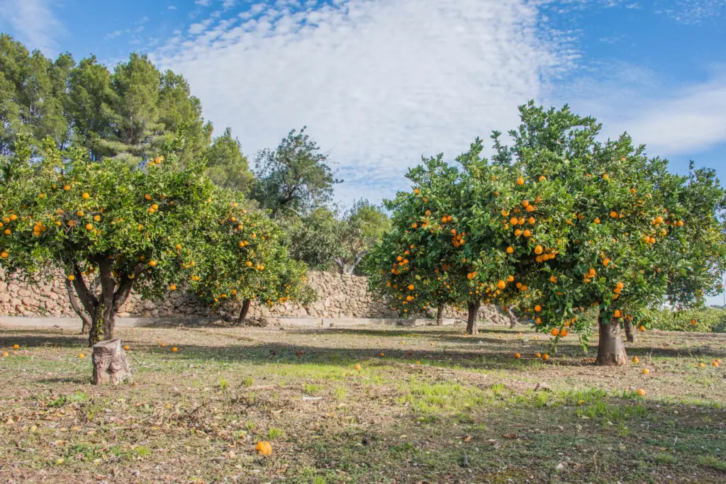 Orange groves in Valencia Spain with ripe oranges on trees under a bright blue sky