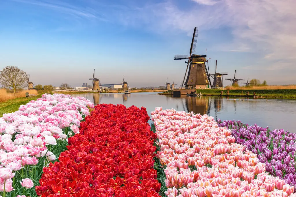 Traditional Dutch windmills at Kinderdijk village near Rotterdam, Netherlands, with colorful tulip fields reflecting in the water on a sunny spring day