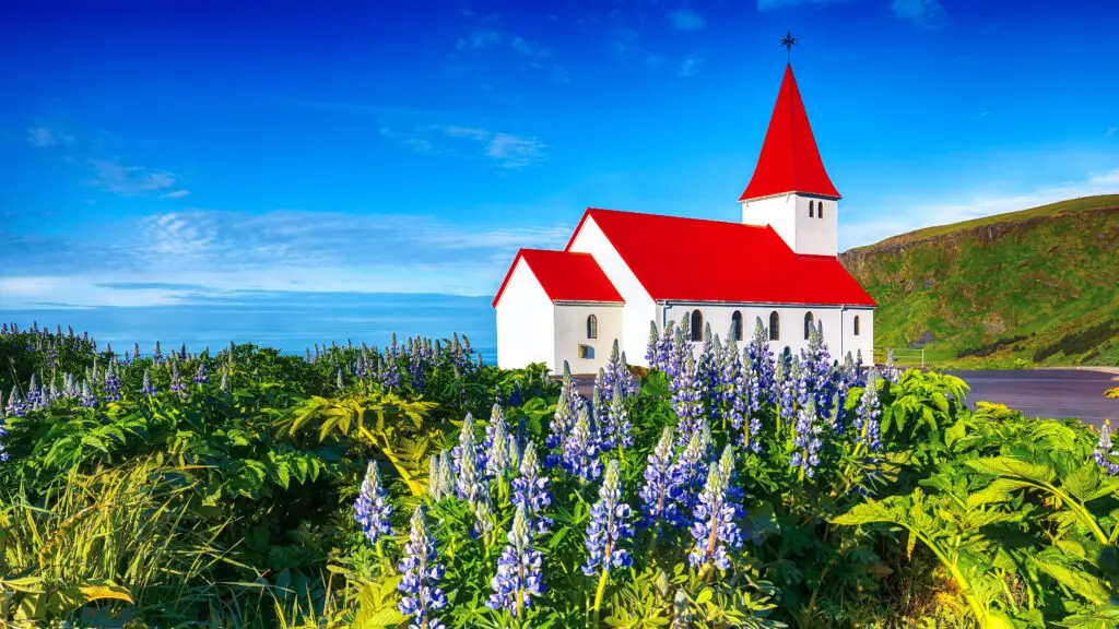 Scenic view of Vik i Myrdal Church with red roof surrounded by blooming lupine flowers and green hills in Vik, Iceland