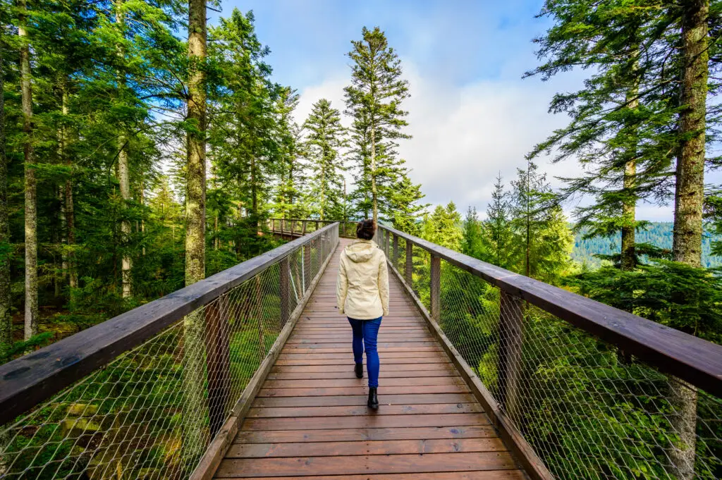 Visitor walking along treetop skywalk in the Black Forest Germany surrounded by tall evergreen trees and scenic nature views