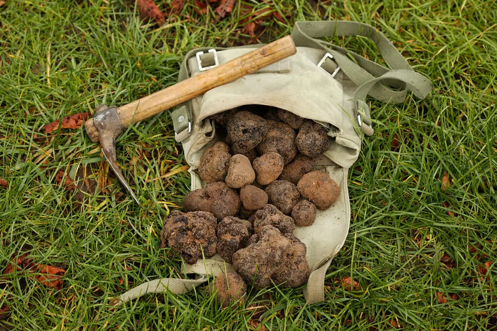 Freshly harvested black truffles in a canvas bag with a digging tool on grass in Drôme, France