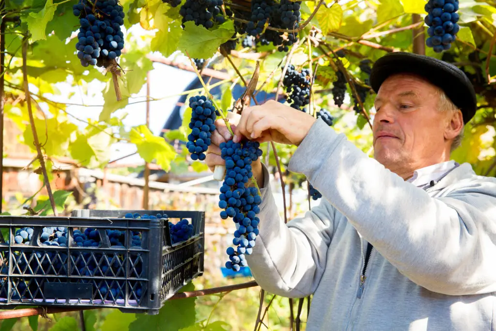 Man harvesting ripe grapes in a vineyard in France during wine tour season