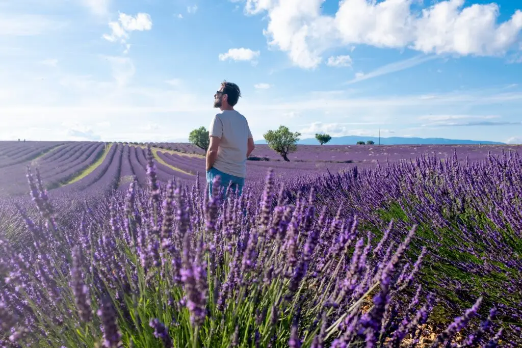 Man enjoying the scenic lavender fields in Valensole, Provence, France under a bright blue sky during summer tour