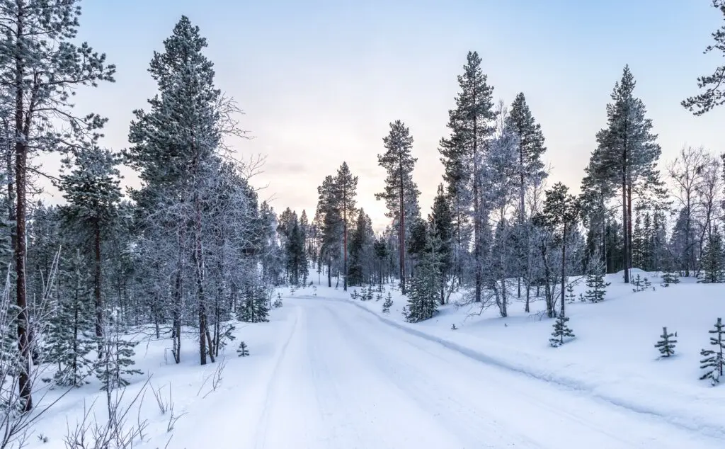 Snow-covered road winding through a pine forest in winter landscape of Lapland, Finland, under a pale blue sky at sunrise