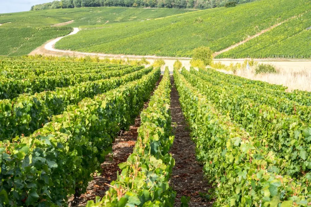 Scenic view of world-famous Champagne vineyards in France with lush green grapevines and rolling hills under sunlight
