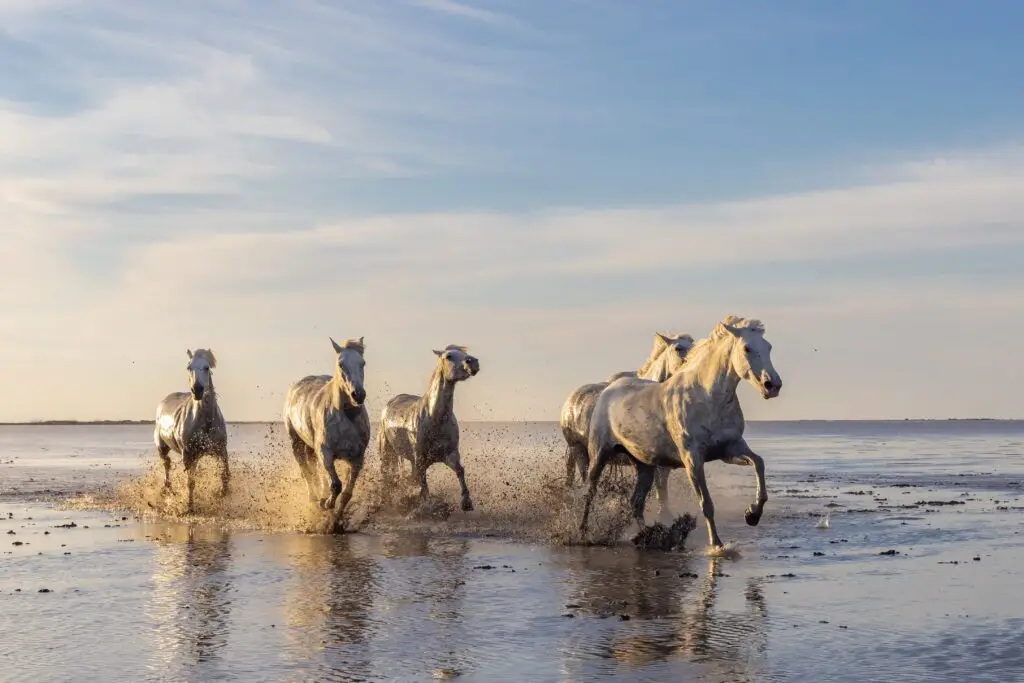 White Camargue horses running through the shallow water at sunset in Saintes-Maries-de-la-Mer, France, a popular destination for nature and wildlife tours in the Camargue region