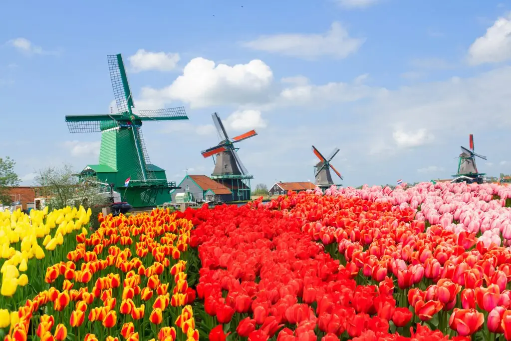 Colorful tulip fields with traditional Dutch windmills in Zaanse Schans, Netherlands, under a bright blue sky – a popular Holland tourist attraction and photo spot