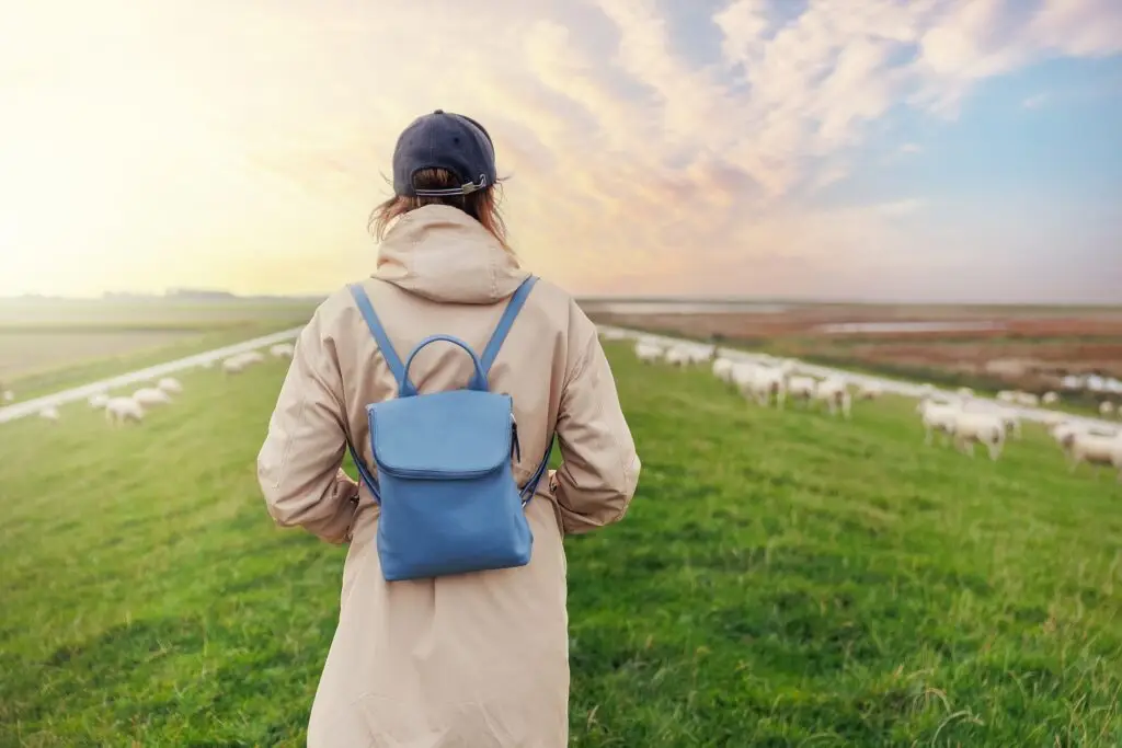 Woman walking along a green dike with grazing sheep in the countryside at sunset, scenic rural landscape in Europe