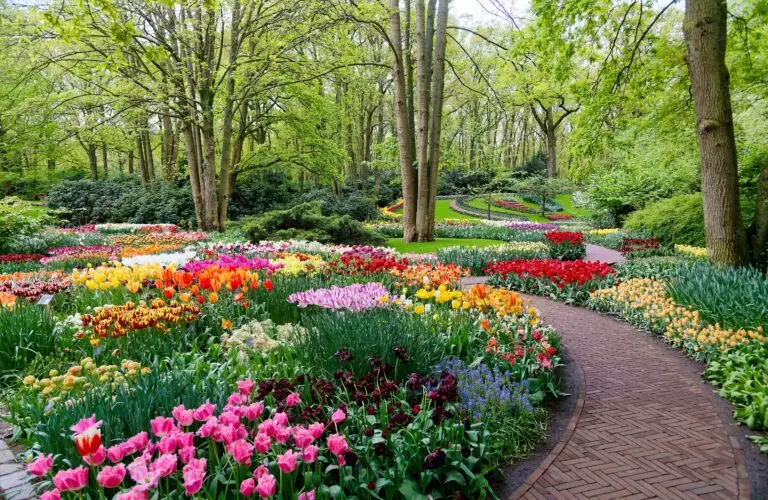 Colorful tulip flowerbeds lining a winding paved path in a lush garden in the Netherlands, showcasing vibrant spring blooms and European garden design for Netherlands private tours