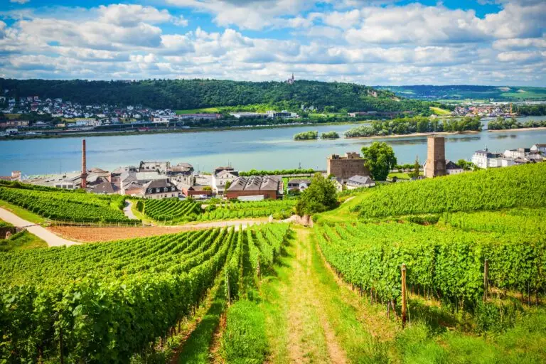 Aerial view of vineyards in Rüdesheim am Rhein and Bingen am Rhein, Germany, overlooking the Rhine River and historic town buildings, popular European wine tour destination