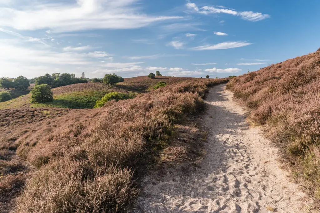 Sandy walking trail through blooming heathland in National Park Veluwezoom, Netherlands, during summer with blue sky and rolling hills